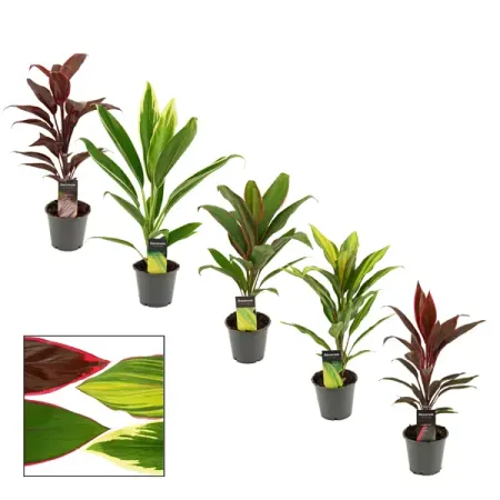 Кордилина микс ø12 h35 см подарочный коробок рутаупак новый год микс 3в1 3 шт