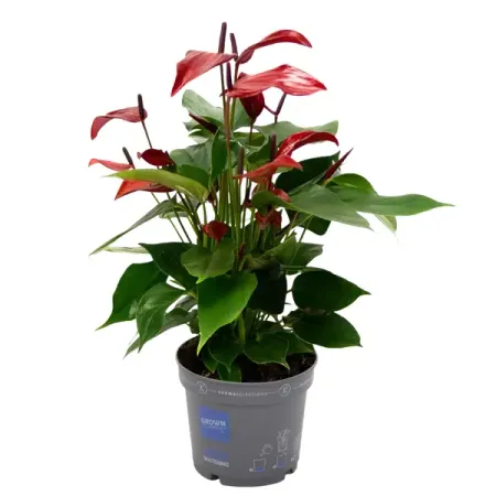 Антуриум Лава ø9 h30 см