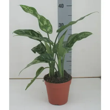 Аглаонема Мария ø12 h40 см
