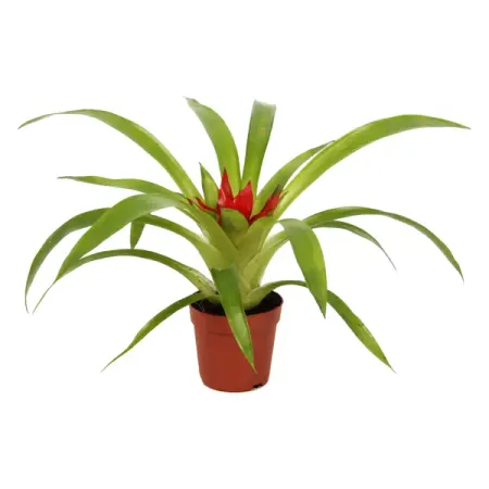 Гузмания Шарм красная ø9 h25 см