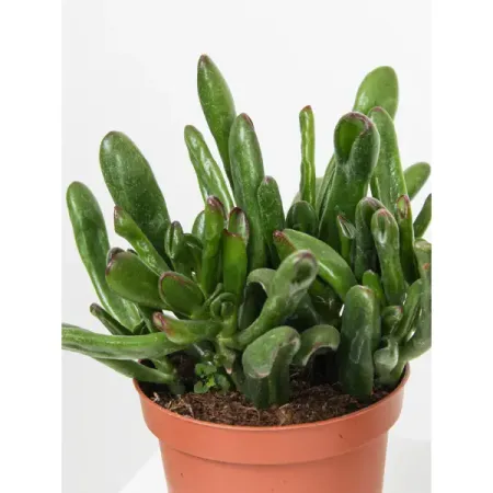 Крассула микс ø12 h30 см