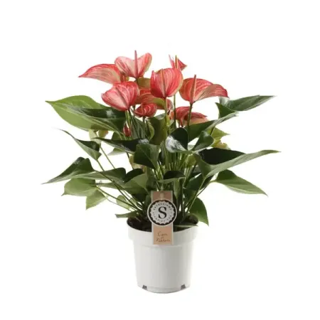 Антуриум Андрианум Ливиум Ред ø14 h50 см