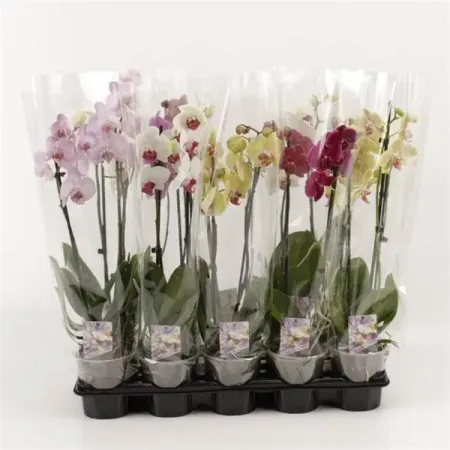 Орхидея Фаленопсис ø12 h50 - 60 см