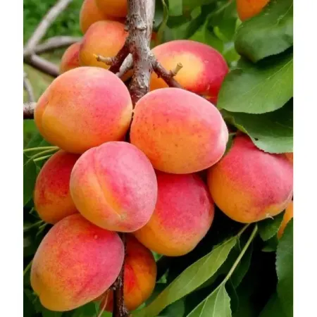 Абрикос Монастырский сетка h170 см фаспик гранулы д пригот р ра д приема внутрь 400мг пак 12 абрикос