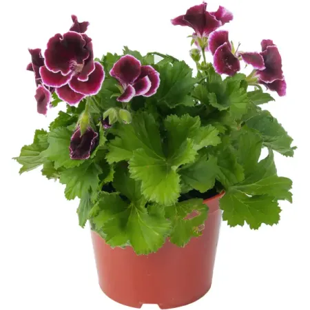 Пеларгония крупноцветковая 13x25 см зеленые пластиковые опоры для растений 11 мм