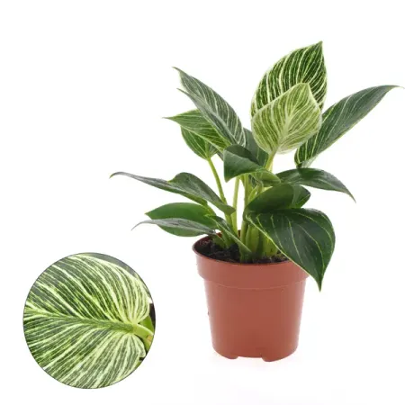 Филодендрон Биркин ø12 h30 см василий николаевич биркин корниловский поход повести минувших лет