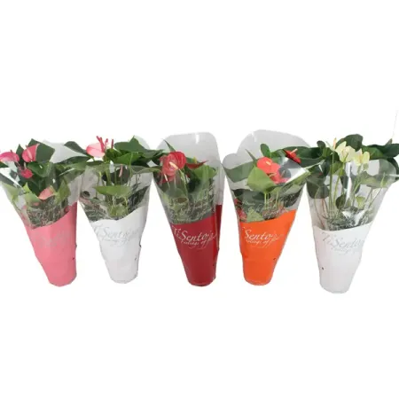 Антуриум Тисенто ø12 h40 см