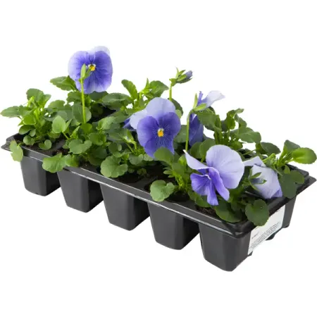 Виола микс, 10 шт. цитрус цитрина микс ø15 h55 см