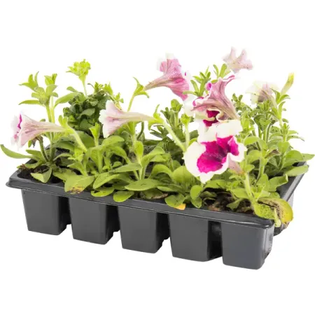 Петуния грандифлора 10 шт marshydro палатку для выращивания 70x70x160 см