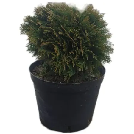 Туя западная Даника ø15 h35 см