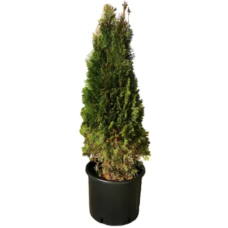 Туя западная Смарагд h120 см