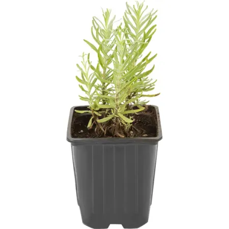 Лаванда микс 15 см искусственные очные стебли 90 шт multicolor 3 мм