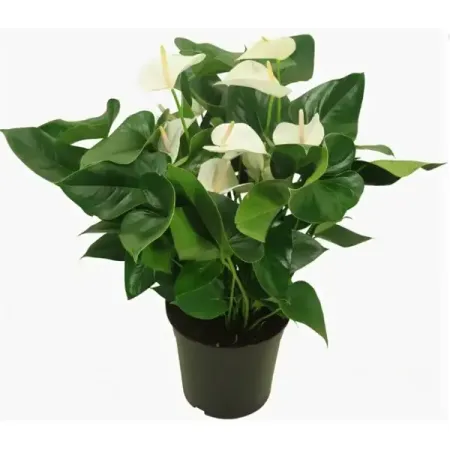 Антуриум Деко Вайт ø12 h35 см мария круз андрей круз ар деко