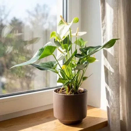 Антуриум Деко Вайт ø12 h35 см