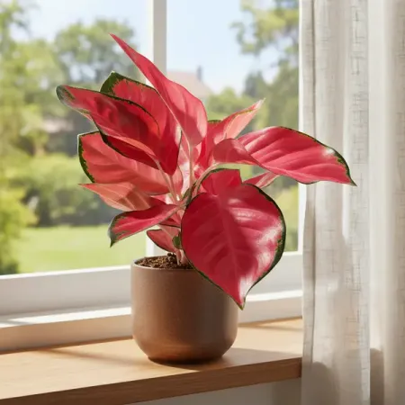 Аглаонема Чайна Ред ø12 h30 см