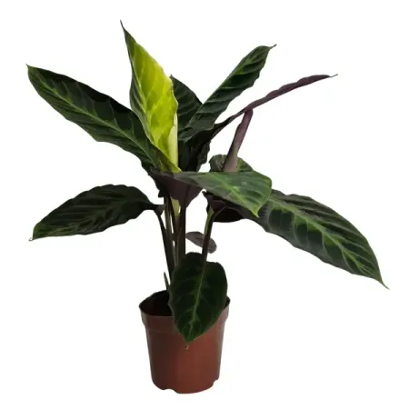 Калатея Варшевичи ø12 h35 см солнечные гирлянды elbulbo для бутылок