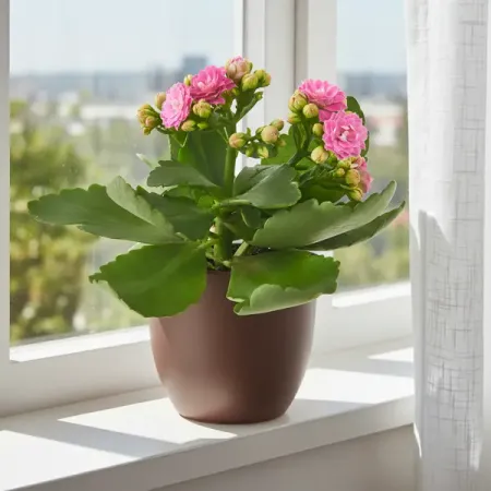 Каланхое микс ø8 h15 см рождественские украшения из смолы moonbiffy