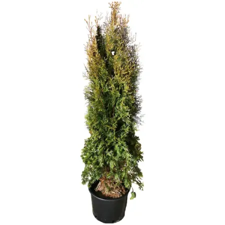 Туя западная Пирамидалис h180 см
