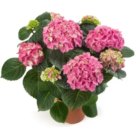 Гортензия крупнолистная ø15 h30 см гортензия метельчатая мэджикал килиманджаро ø17 h20 см