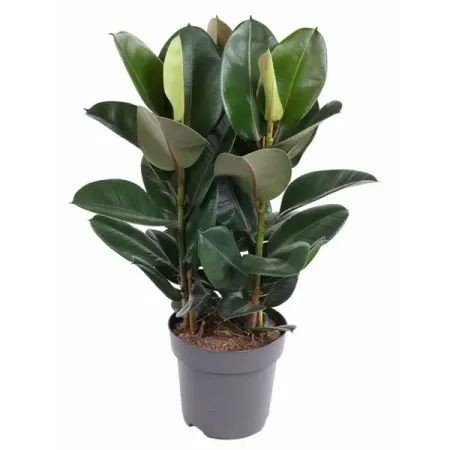 Фикус Эластика ø27 h100 см