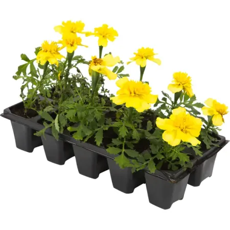 Тагетес мелкоцветковый, 10 шт. фитолампа qvvcev 80led 3 головки желтого а