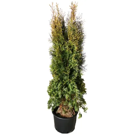 Туя западная Пирамидалис h160 см