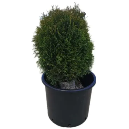 Туя западная Тини Тим ø15 h45 см