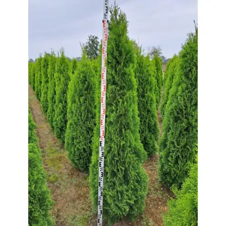 Туя западная Смарагд ø30 h200 - 220 см patuopro 21в бесщёточный триммер для живой изгороди