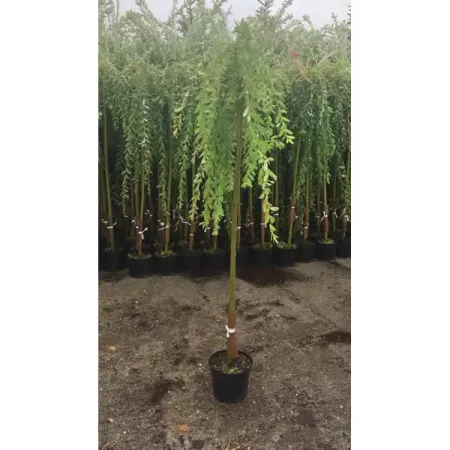 Ива цельнолистная Пендула h150 см пластиковые миниатюрные деревья для диорамы 10 шт