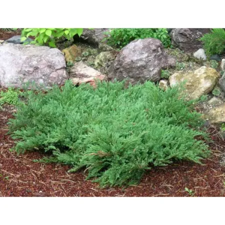 Можжевельник горизонтальный Андорра Компакт акриловая подставка для компакт дисков seth