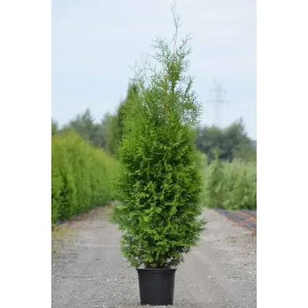 Туя западная Брабант 5 л h100 - 120 см