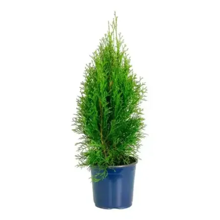 Туя Смарагд h30 - 40 см рождественские фотообои с изображением деда мороза пингвина