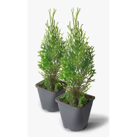 Туя западная Смарагд ø13 h40 см