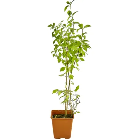 Чубушник микс ø15 h35 см цитрус микс ø21 h70 см