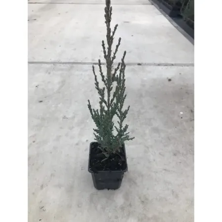 Можжевельник скальный Блю Арроу h20 см мини елка moonbiffy сине зеленая