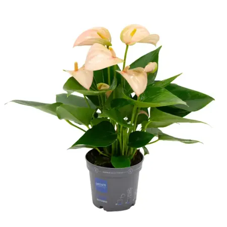 Антуриум Пич ø9 h30 см ремо вакс капли ушные фл 10 мл