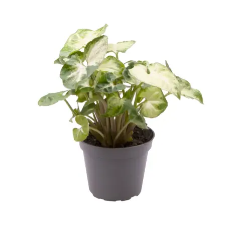 Сингониум Пикси ø6 h12 см иван павлович неумывакин духовность или стяжательство когда наступит конец света