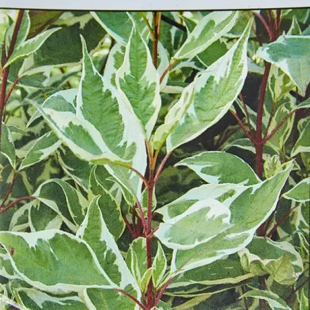 Дерен белыйв сортах (V2-3л.)