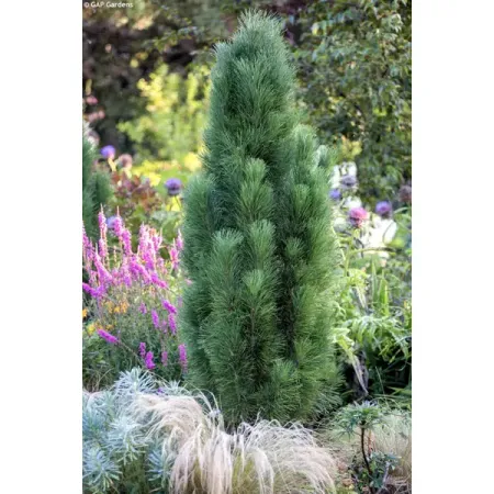 Сосна черная h40 - 60 см