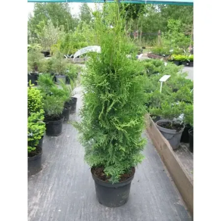 Туя западная Колумна h80 - 100 см