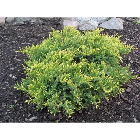 Можжевельник чешуйчатый Холгер h20 - 40 см можжевельник чешуйчатый блю карпет ø9 h15 см