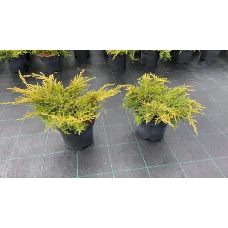 Можжевельник средний Голд Стар