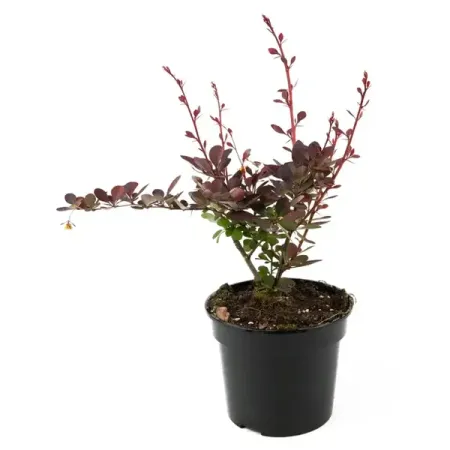 Барбарис Тунберга Коронита h20 - 40 см