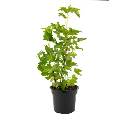 Смородина красная Натали 20-30 см