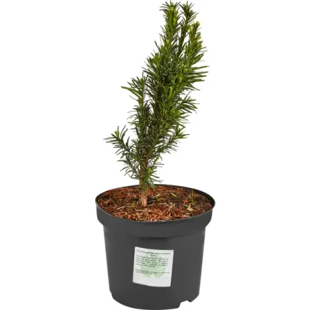 Тис ягодный Фастигиата Робуста h30 - 50 см