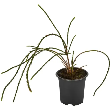 Туя западная Випкорд ø9 h15 см