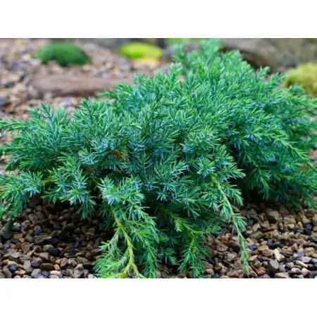 Можжевельник чешуйчатый Блю Карпет ø9 h15 см