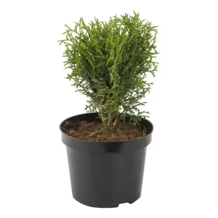 Туя западная Литтл Гиант рождественские фотообои с изображением деда мороза пингвина