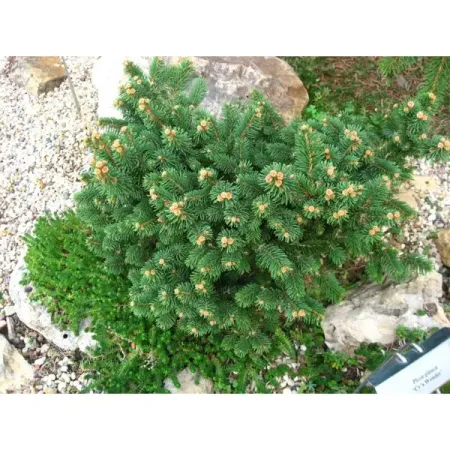 Ель канадская Цис Уандер рождественские фотообои с изображением деда мороза пингвина