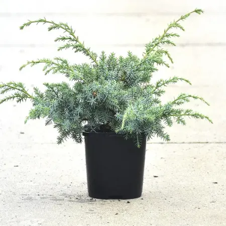 Можжевельник китайский Блю Альпс можжевельник чешуйчатый блю карпет ø9 h15 см